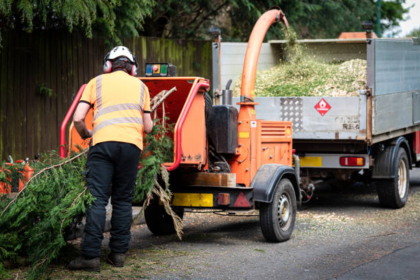 Best Tree Health Inspection  in Ardmore, AL